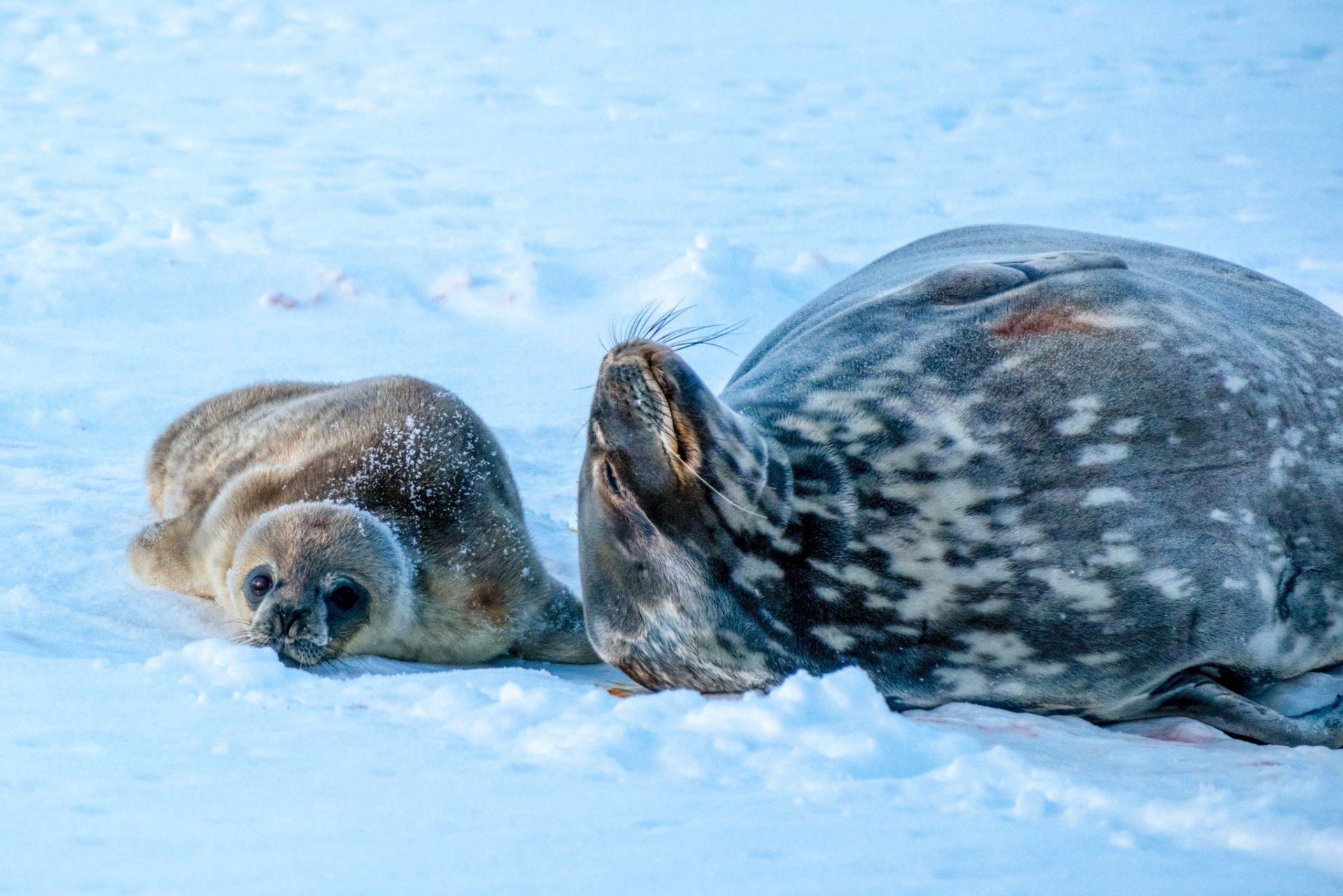 Варіанти можна писати в коментарях