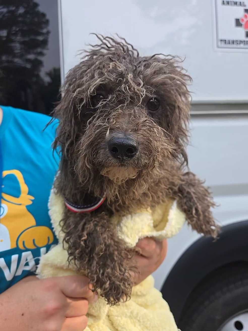 Dirty dog