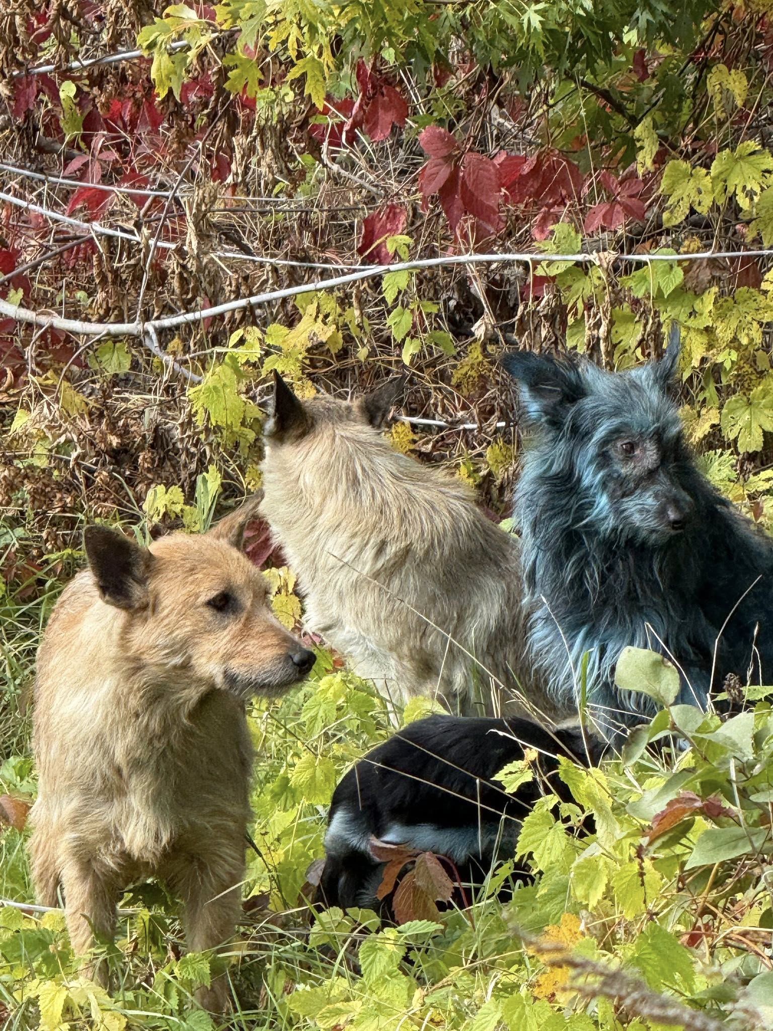 Собака із синьою шерстю