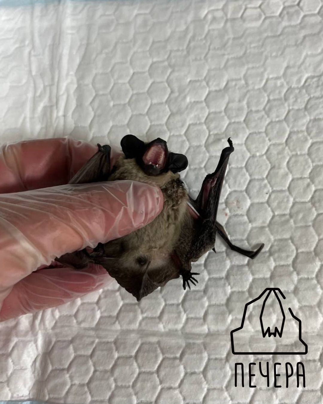 Поранений кажан через вирубку дерев