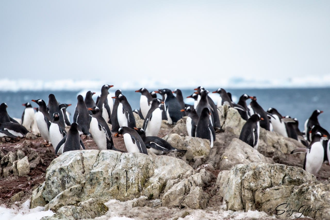 Біля станції "Академік Вернадський" збільшилась популяція пінгвінів