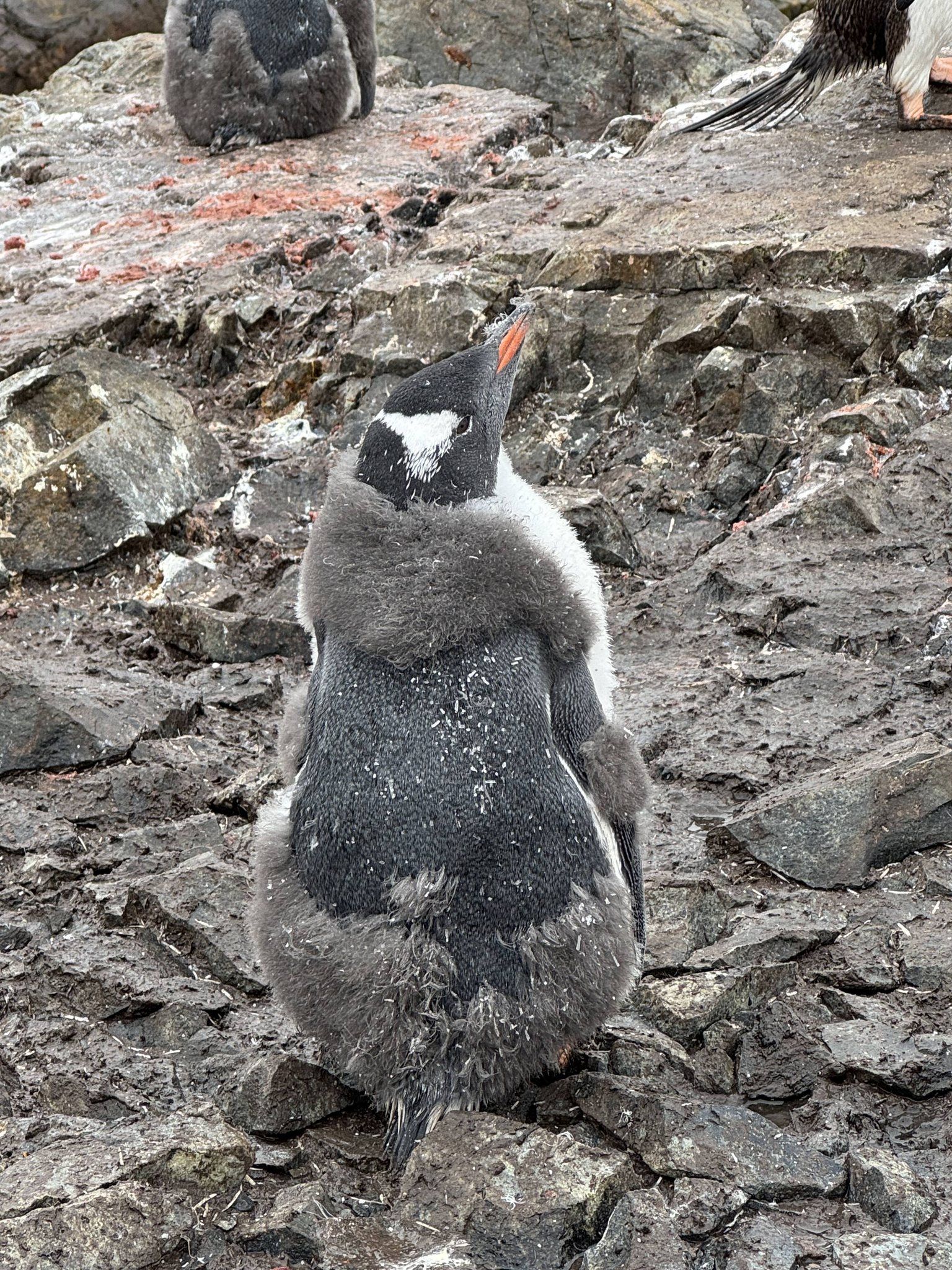 Пінгвін, що линяє