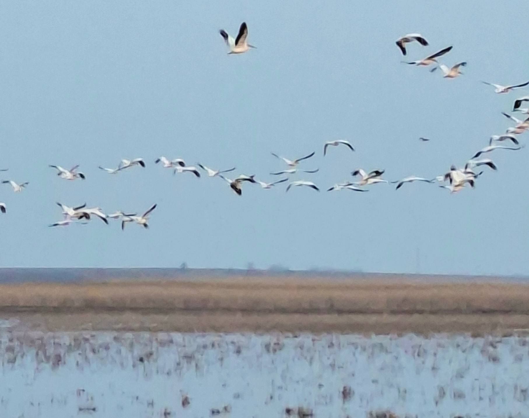 Перші рожеві пелікани у 2026 році