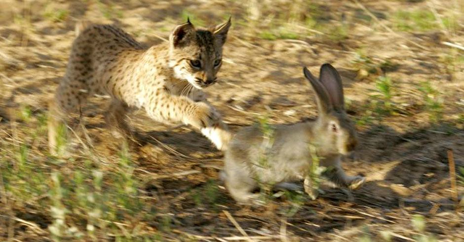 Кошеня іберійської рисі під час полювання