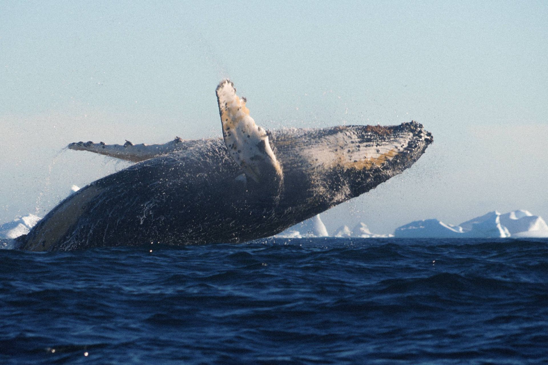 Горбатий кит в об'єктиві вчених