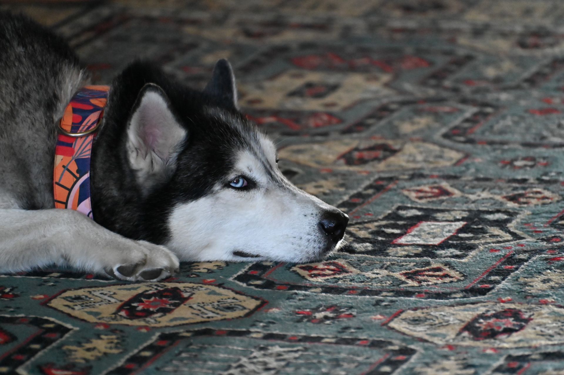 Оля та її собака Михайло