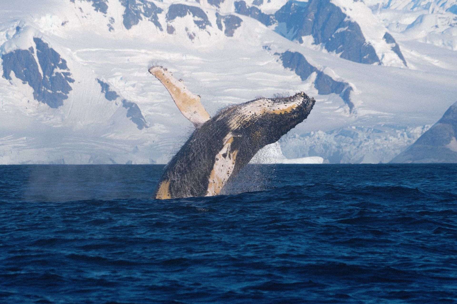 Стрибок горбатого кита