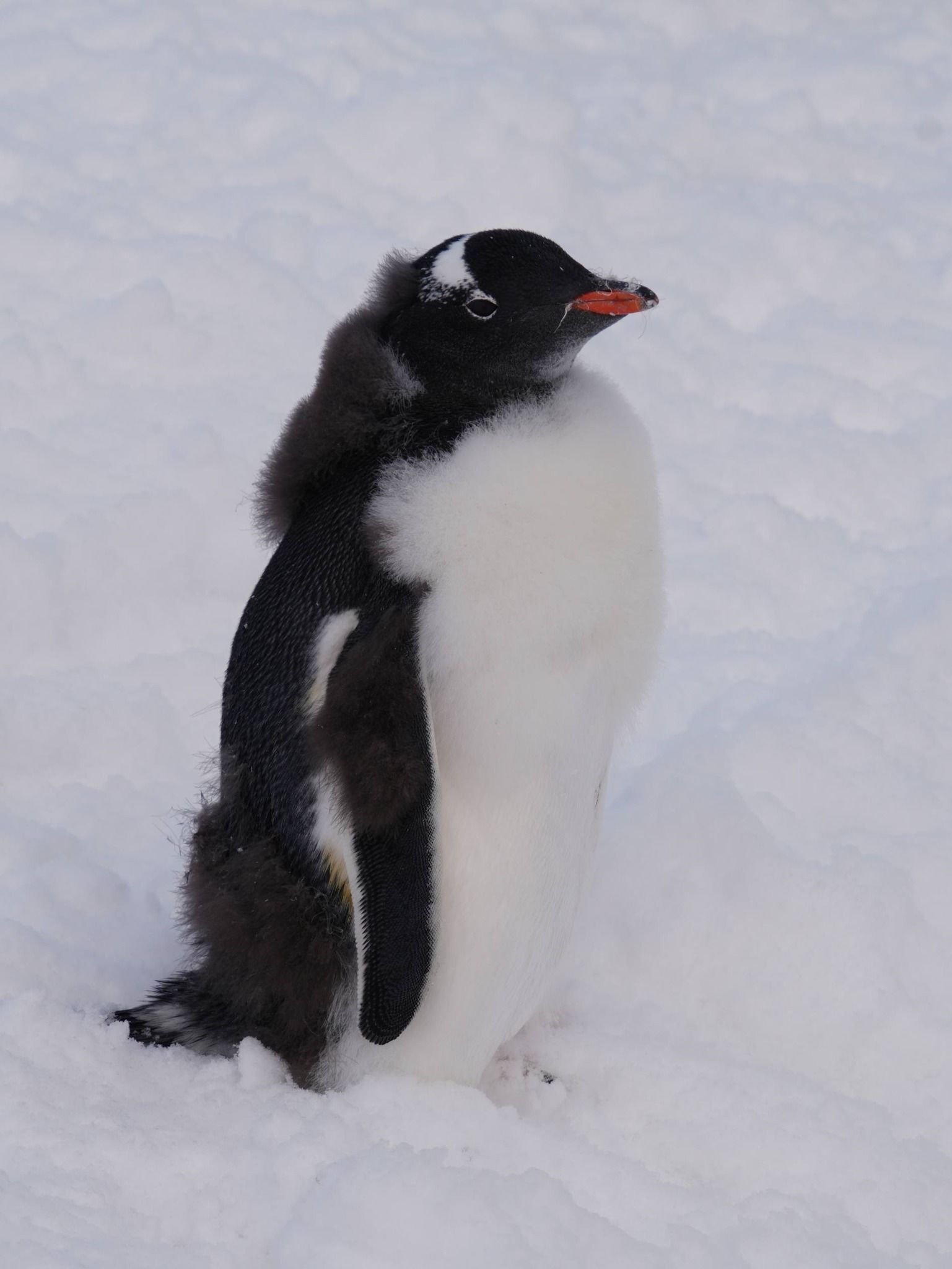 Линька в пінгвінів