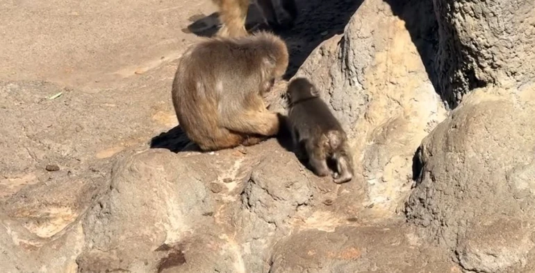 Спершу Панчу не вдавалося влитися в мавпячий колектив