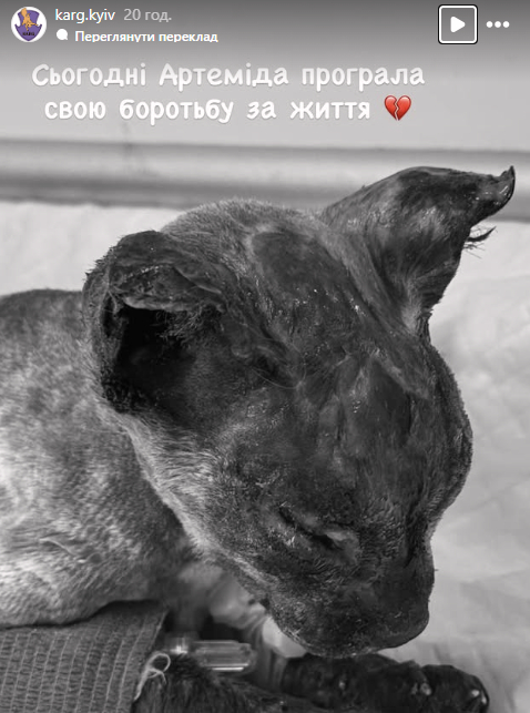 Кішка Артеміда