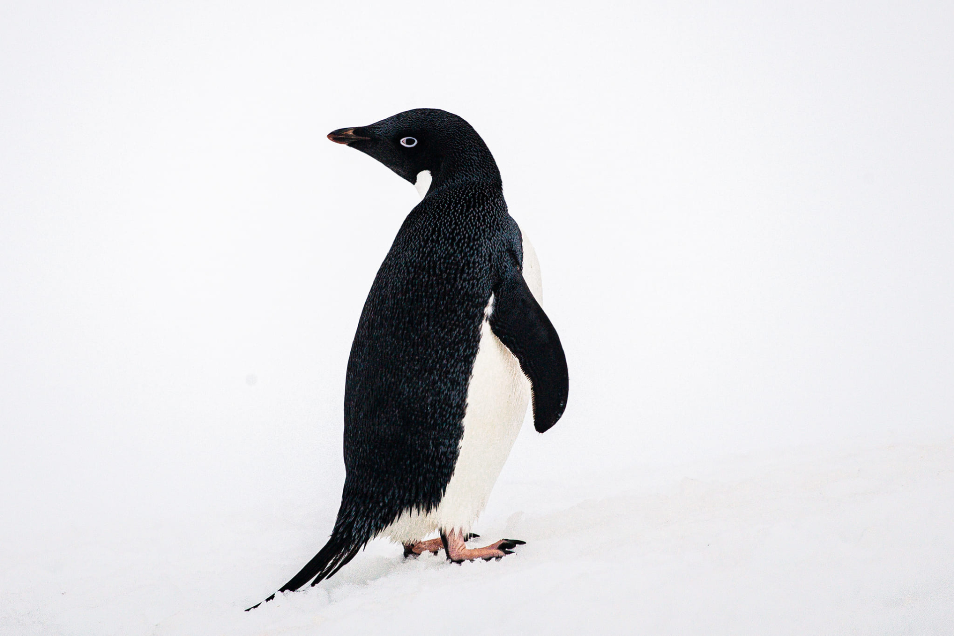 Пінгвін Аделі в Антарктиді