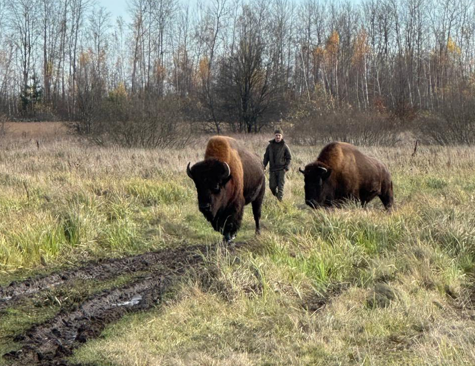 Двоє червонокнижних зубрів