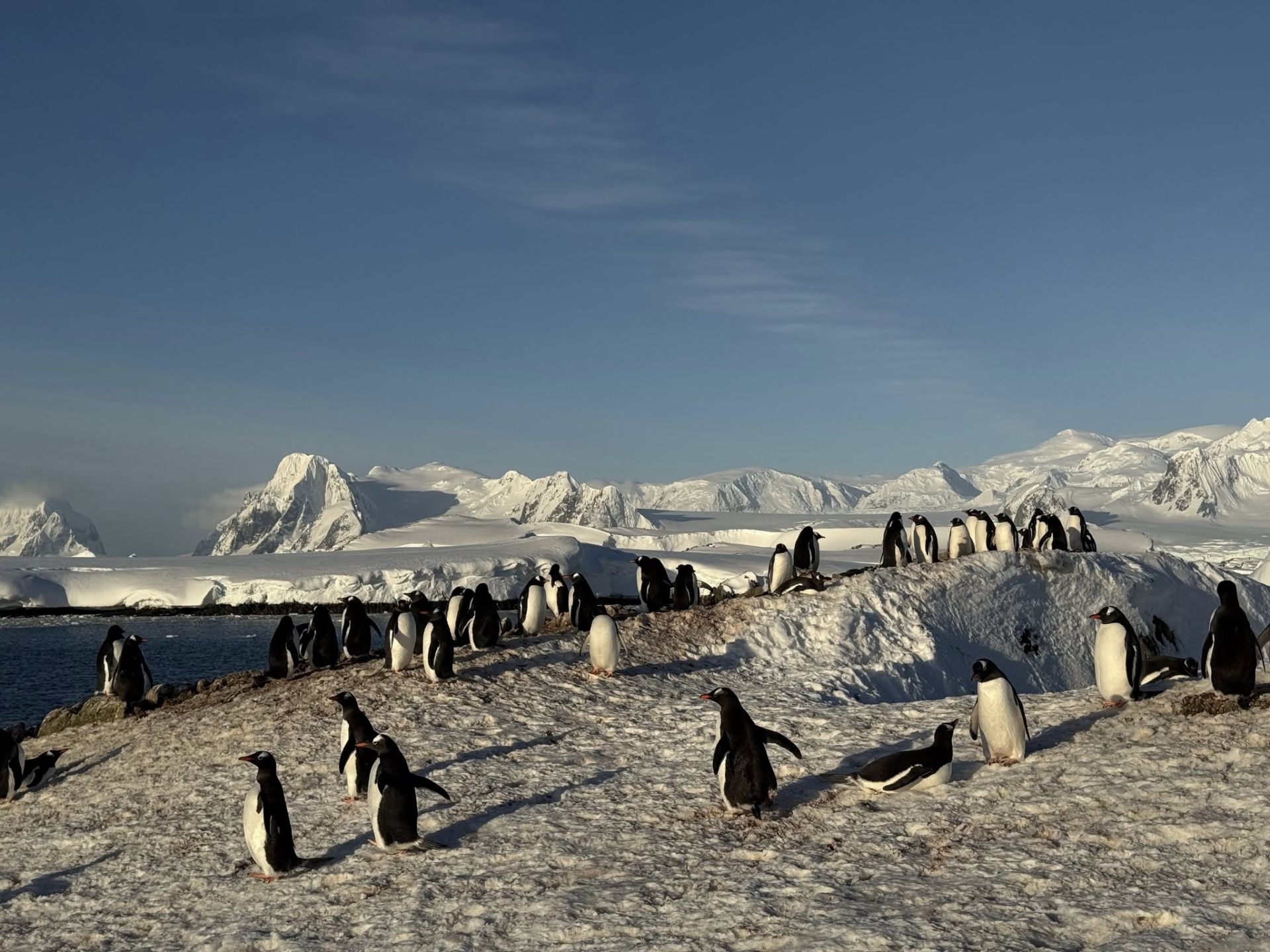 Пінгвіни в Антарктиді