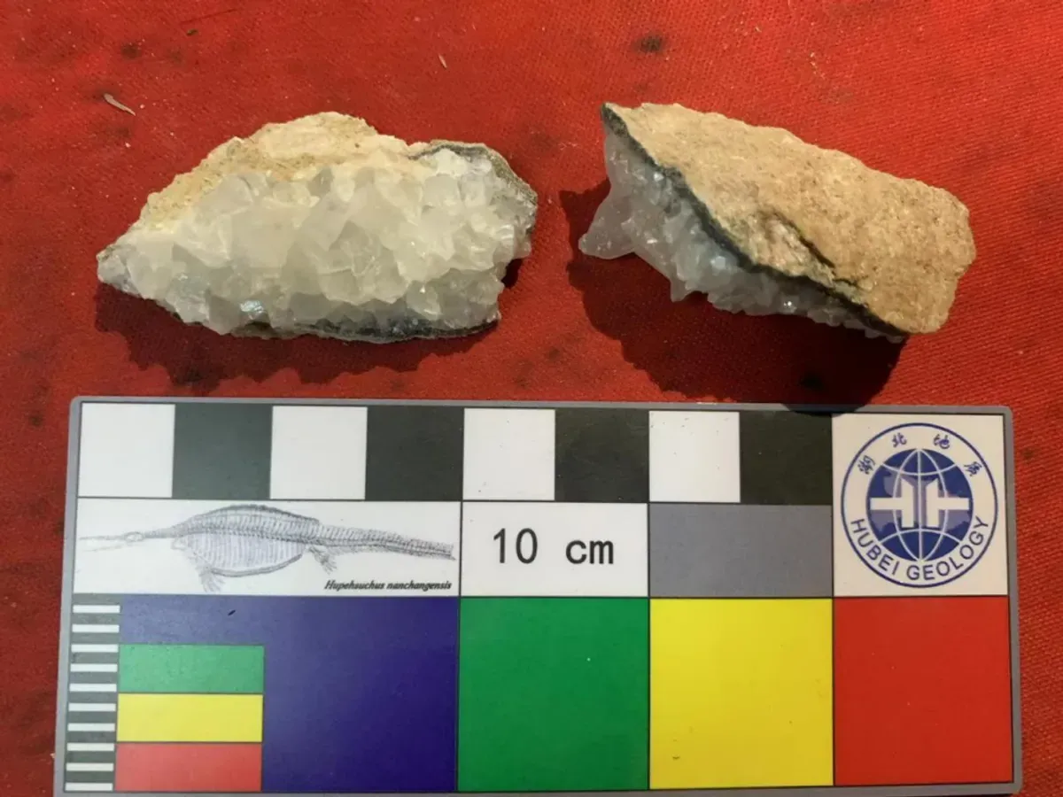 Скам'янілості яєць