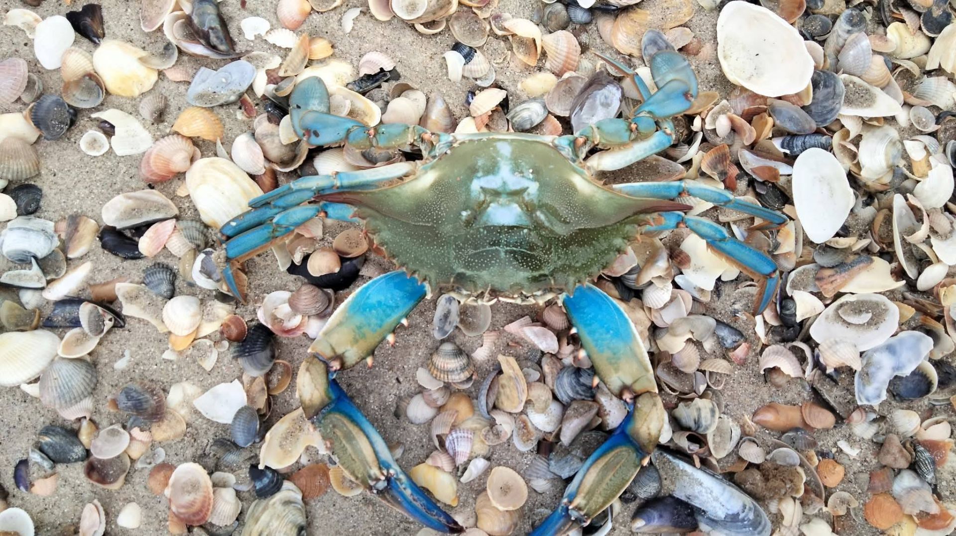 Краб інвазійного виду