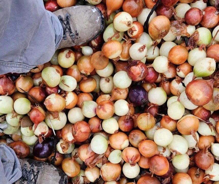 Цибуля на пляжі Англії