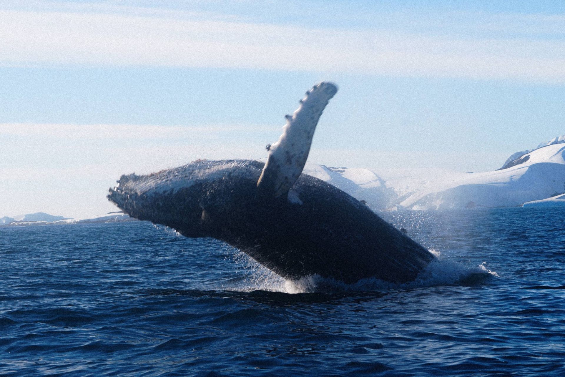 Горбатий кит