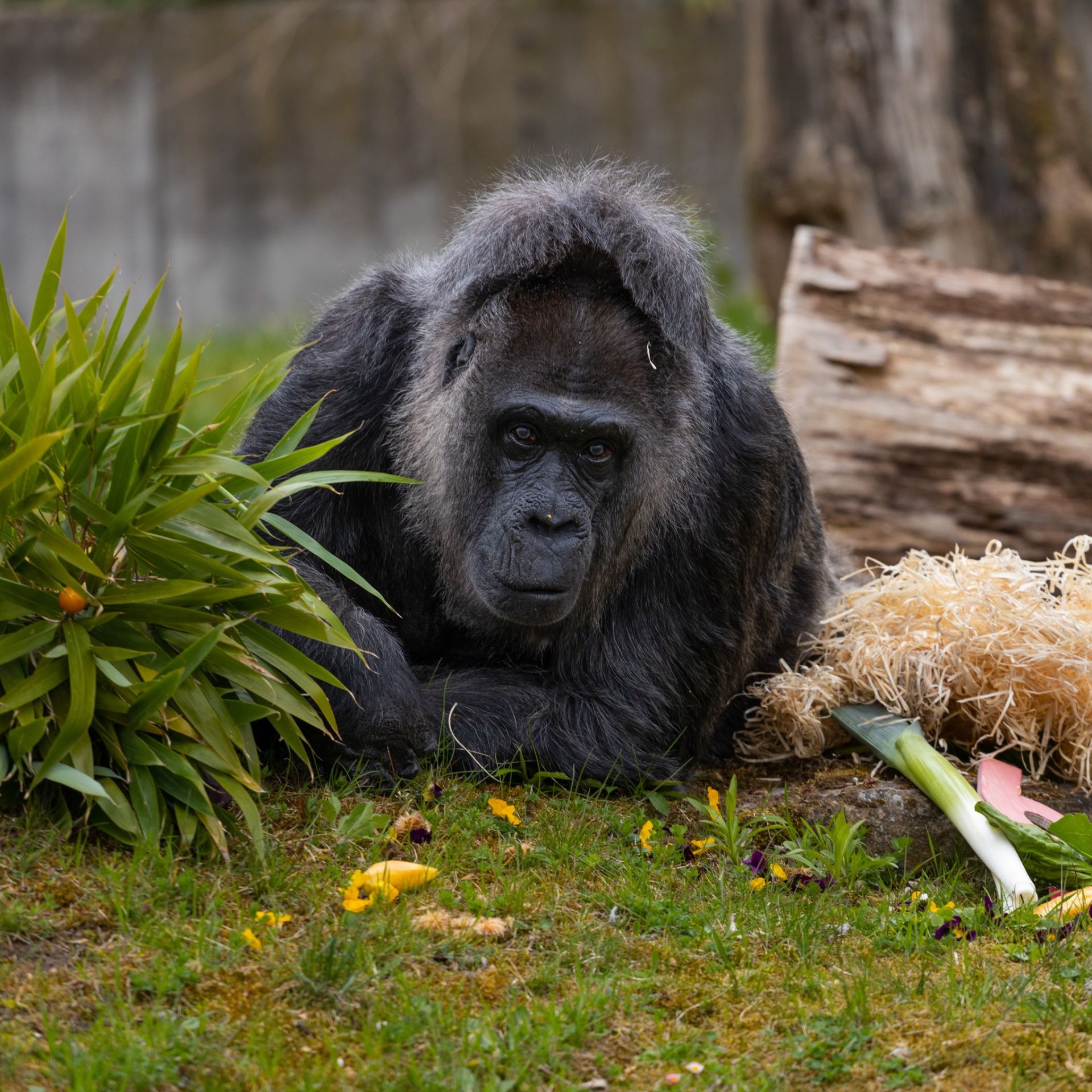 Горила Фату