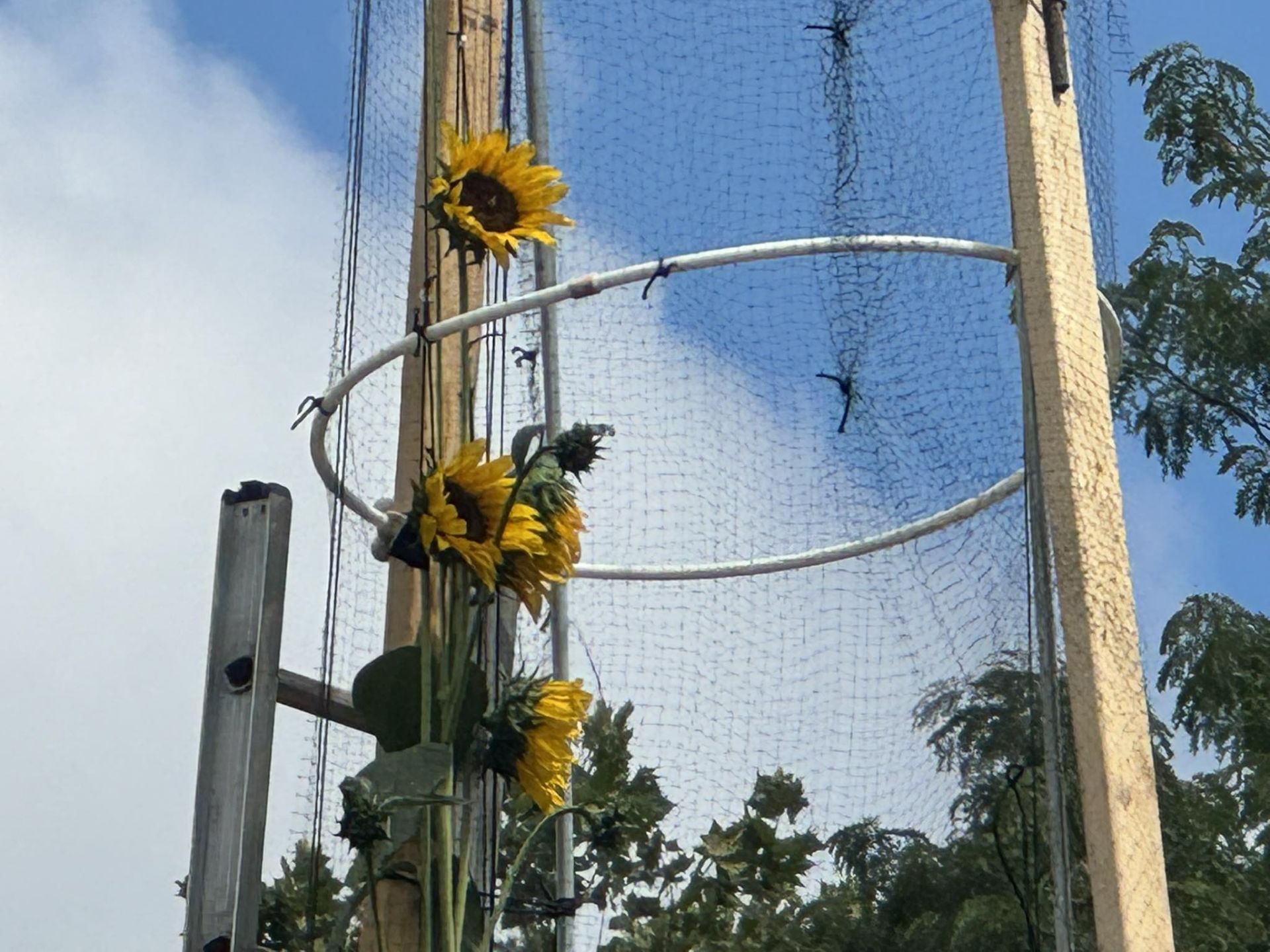 Найвищий соняшник