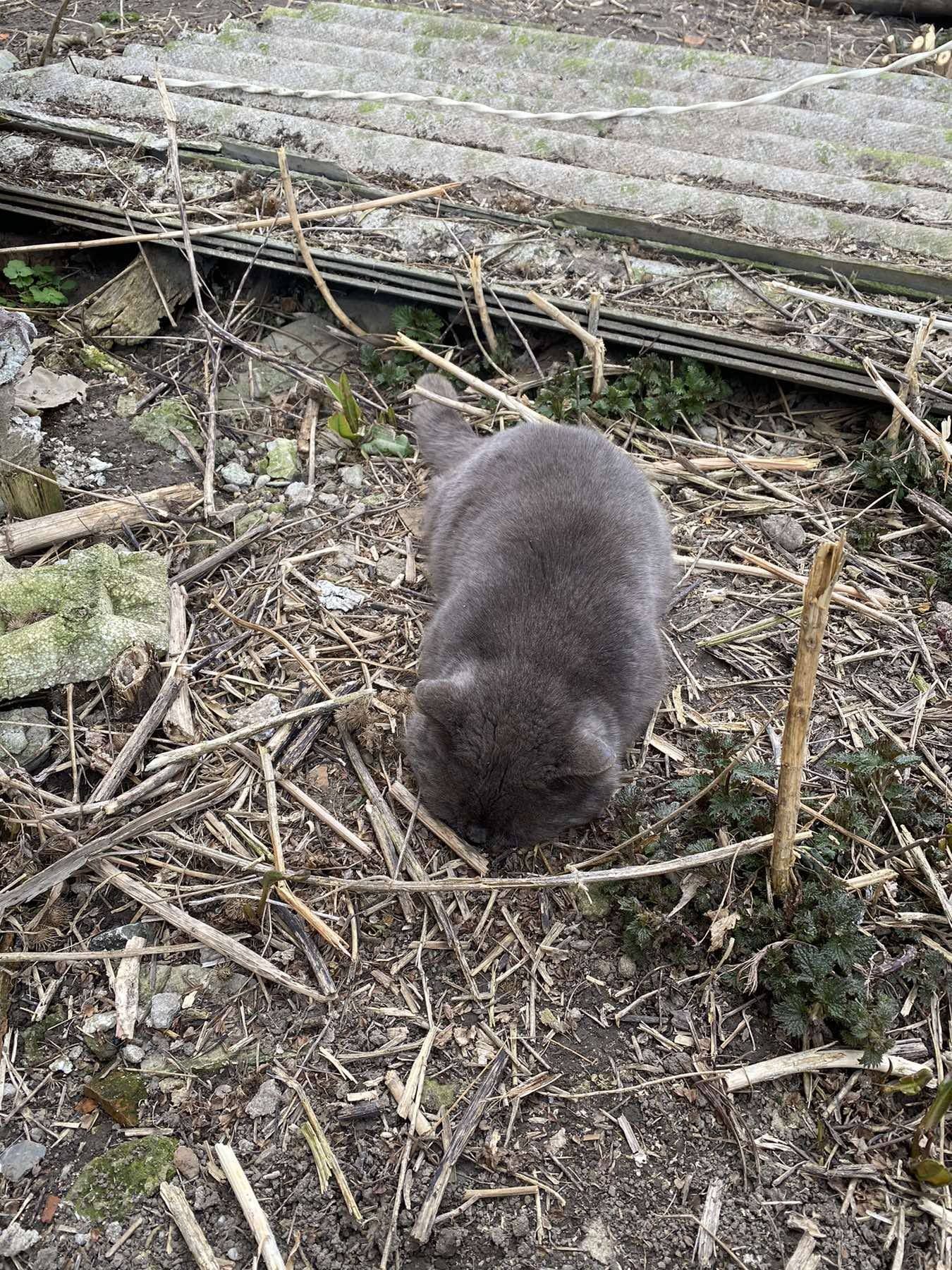 Тіло мертвого сірого кота