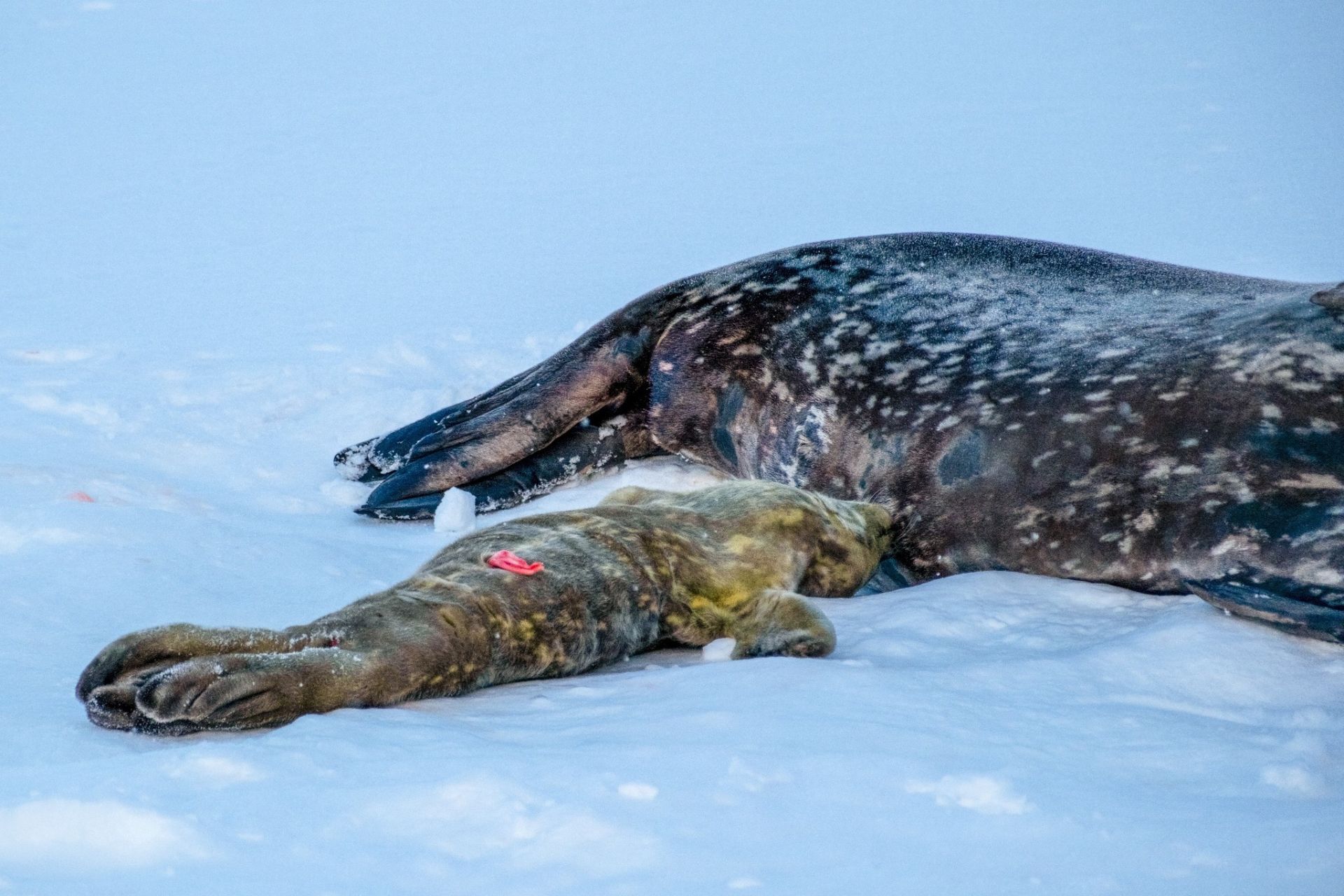 Щоб не турбувати мам, полярники здебільшого спостерігають за родинами з дрона