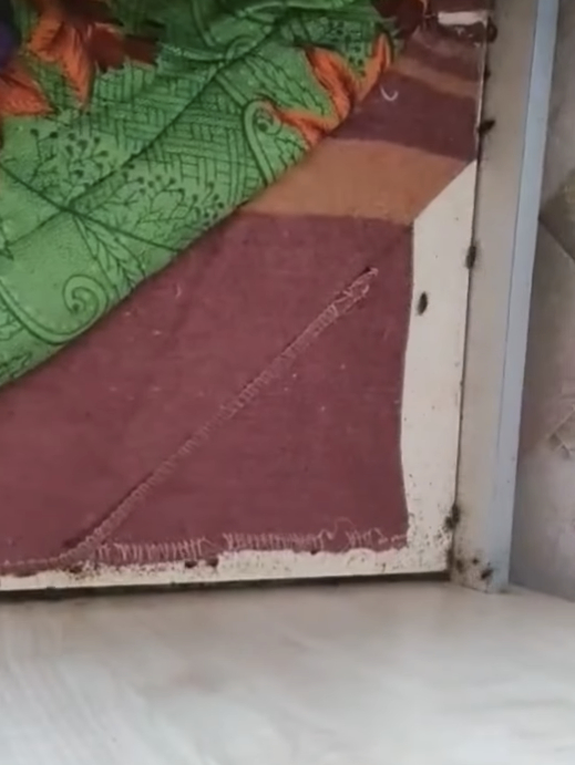 Живі комахи у ліжку