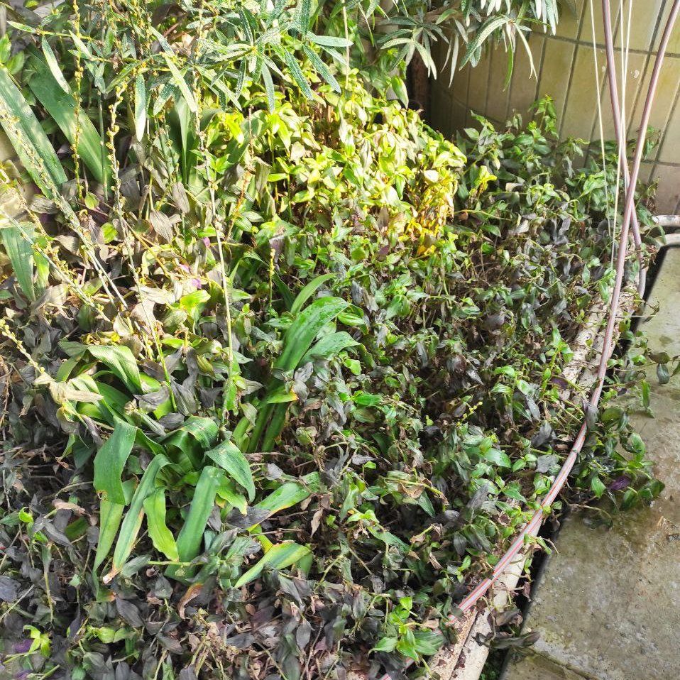 Рослини в ботсаду Гришка