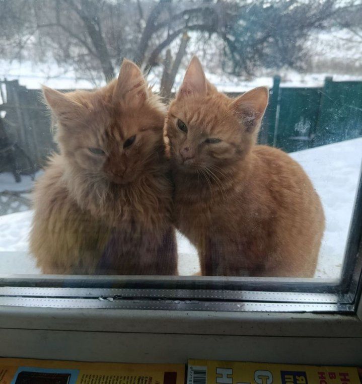 Два руді коти