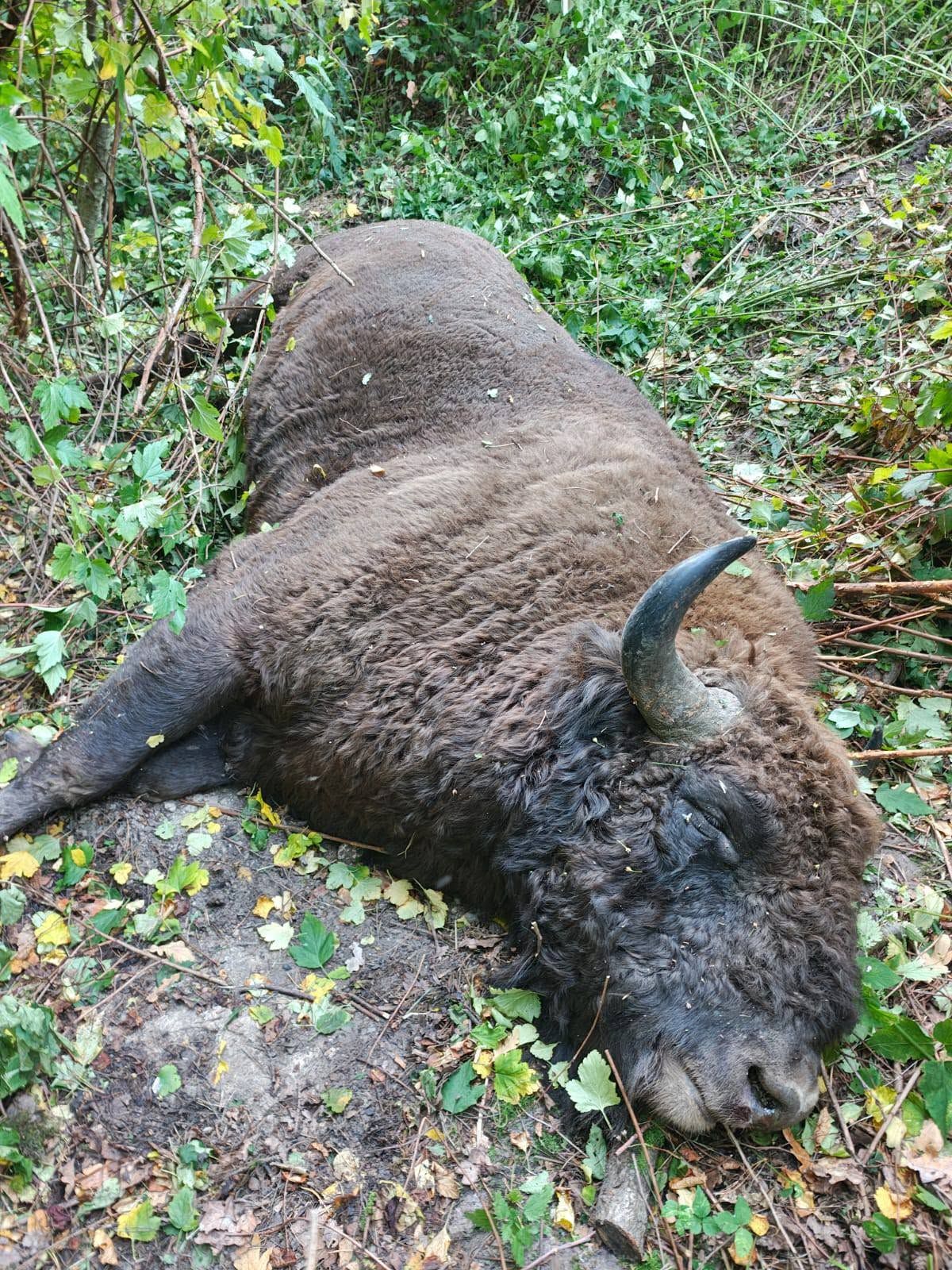 Вбитий зубр на Львівщині