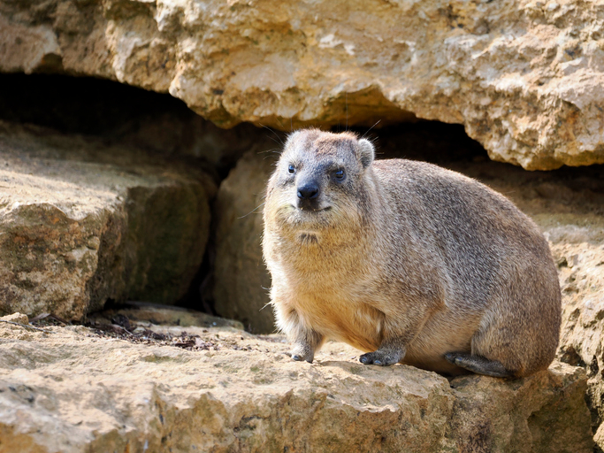 Rock hyrax, даман капський або гірський