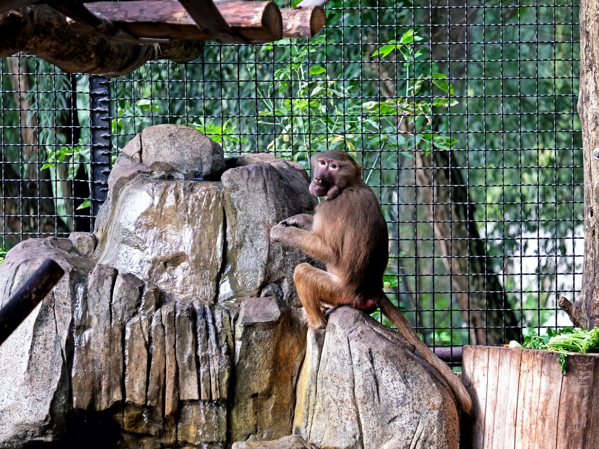 Мавпи у зоопарку