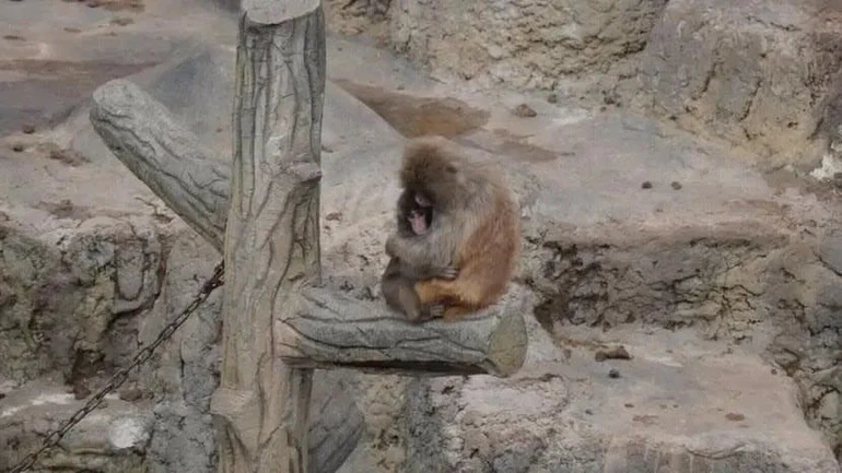 Ось тут, наприклад, Панча комфортує старша мавпа