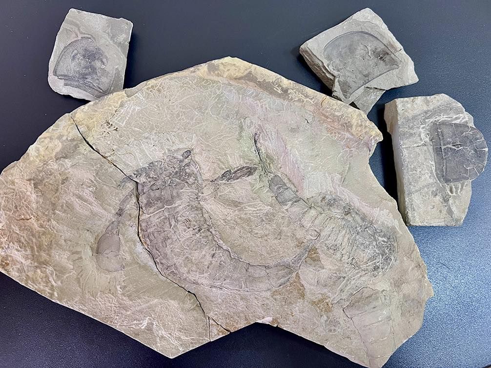 На Київській митниці виявили три посилки, в яких були уламки геологічних порід з скам’янілими ракоскорпіонами та мушлями.