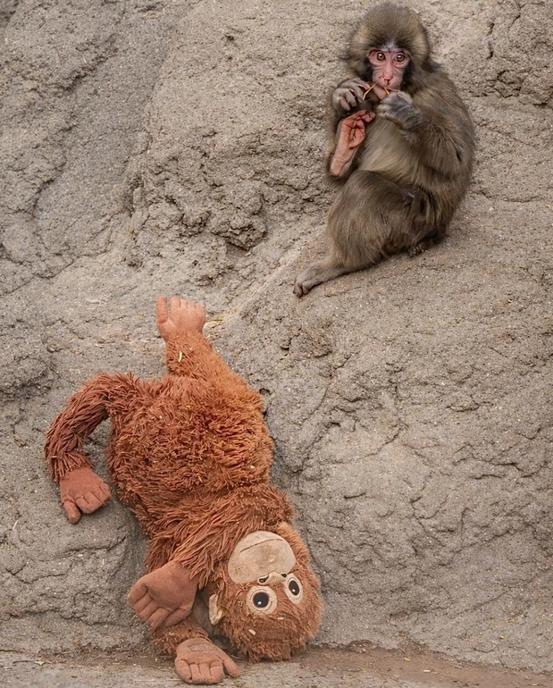 Маленький макака активний і безстрашний, кажуть у зоопарку