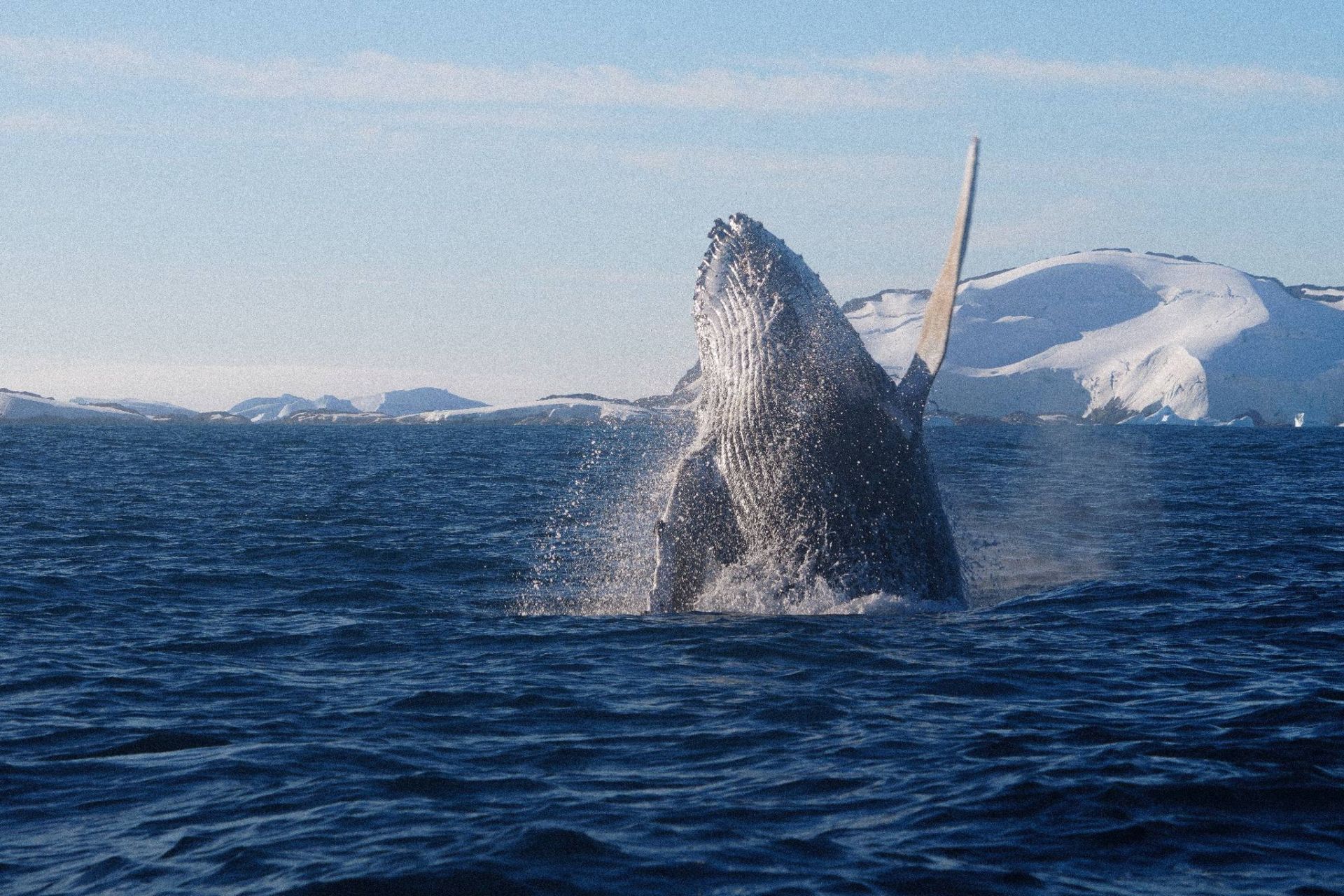 Горбань над водою