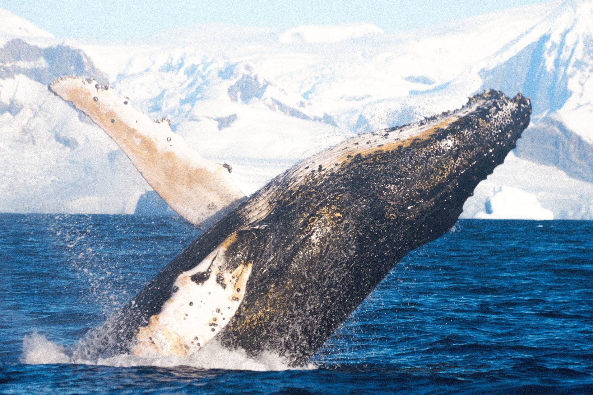 Горбань в Антарктиді