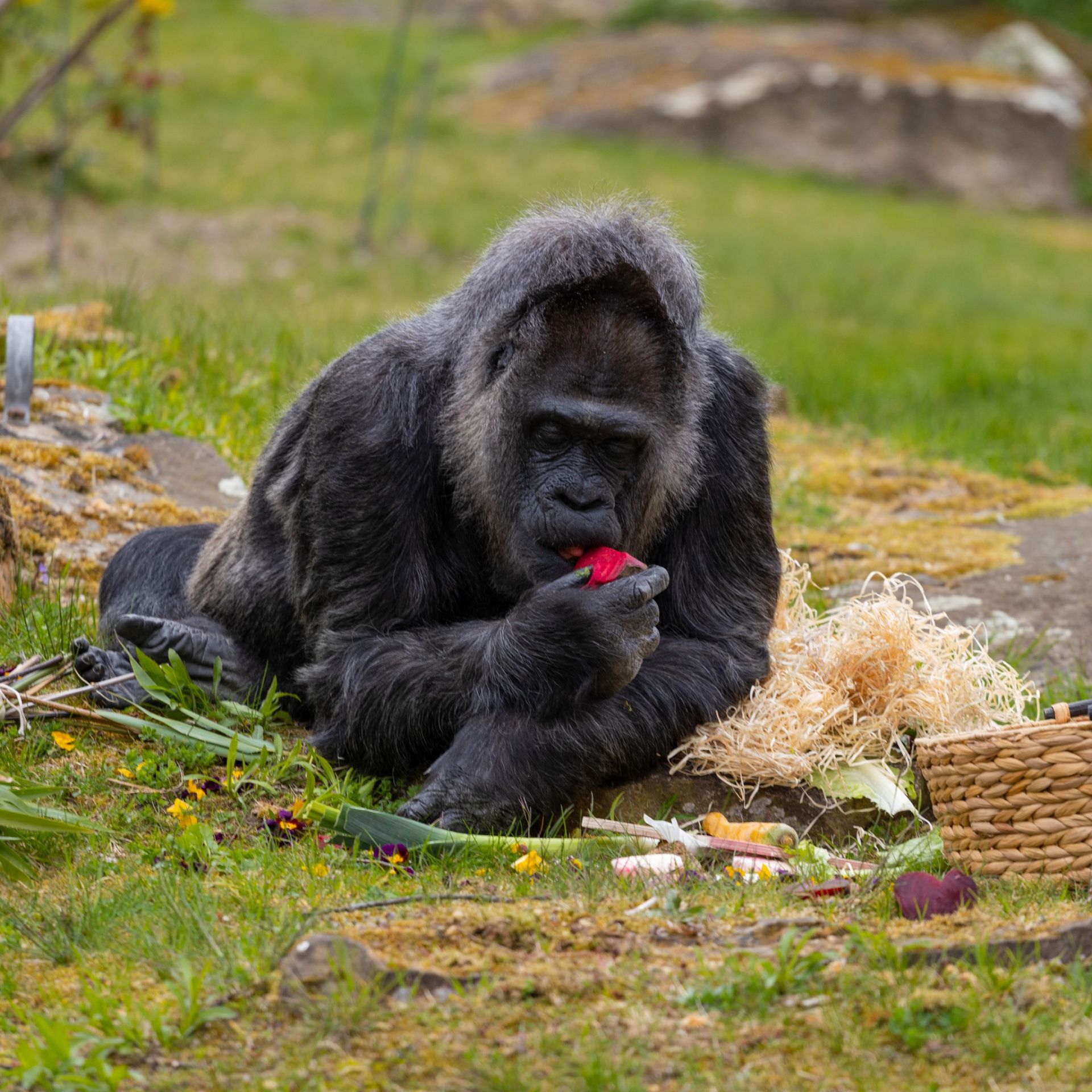 Горила із святковими смаколиками